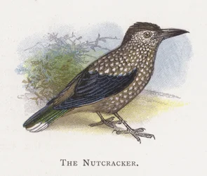 El cascanueces